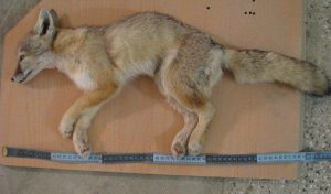 4306107 300x176 - روباه ترکمنی گرفتار مکر انسان‌ها/ کرشمه‌های کُرساک خاطره می‌شود