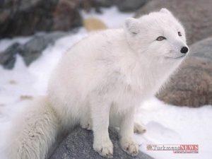 7 47 300x225 - حقایقی جالب درباره حیوانات شگفت انگیز قطب شمال