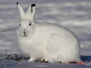 8 45 300x225 - حقایقی جالب درباره حیوانات شگفت انگیز قطب شمال