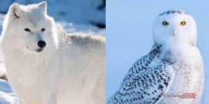 960 720 1 300x150 - حقایقی جالب درباره حیوانات شگفت انگیز قطب شمال