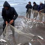 Mahi Gomishan 11Kh 150x150 - ماهی‌ها با گمیشان قهرند