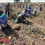 SibZamini 25T 150x150 - ۶۰ درصد مطالبات سیب زمینی کاران پرداخت شد