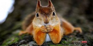 american squirrel.jpg 3 300x150 - ۱۵ حقیقت جالب و خواندنی درباره سنجاب ها که شاید نمی دانستید