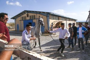 resized 973842 583 300x200 - همایش ملی سیلمی‌های ترکمن برگزار شد+ تصاویر