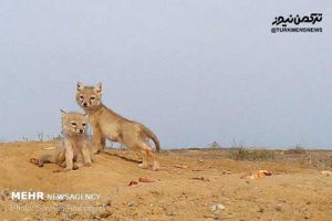 roobah turkmen 300x200 - روباه ترکمنی به دالان مرگ می‌رود/امن نبودن دشت اینچه برای «کُرساک»