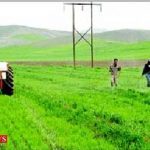 sampashiturkmensnews 19f 150x150 - کشاورزان گنبدی مزارع غلات را علیه قارچ ها سمپاشی کنند