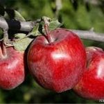 sib 27 sh 150x150 - سیب صادراتی شش برابر ارزان‌تر از بازار داخلی