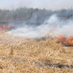 زدن بقایای کشاورزی 1 150x150 - آتش زدن پسماندهای کشاوررزی ممنوع است +عکس