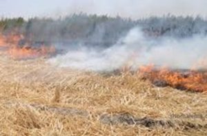 زدن بقایای کشاورزی 1 300x198 - آتش زدن پسماندهای کشاوررزی ممنوع است +عکس