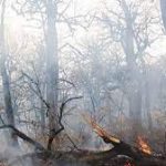 آتش‌سوزی جنگل‌های شرق گلستان در حال افزایش است