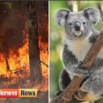 سوزی در استرالیا 150x150 - آتش سوزی در استرالیا باعث نابودی 480 میلیون حیوان شد
