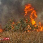 آتش سوزی در مناطق جنگلی گالیکش