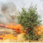 مهار آتش سوزی ۲ هکتار باغ زیتون در گرگان