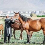 ترکمن 2 150x150 - صادرات اسب به ترکمنستان