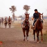 ترکمن صحرا 150x150 - پرورش اسب در ترکمن صحرا، صنعتی اشتغالزا نیازمند سرمایه‌گذاری