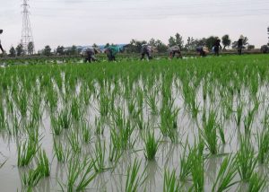 برنج 2 300x214 - کشت بی‌رویه برنج باعث کم آبی در گلستان شده است