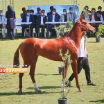 مسابقات زیبایی اسب در گنبدکاووس 150x150 - پایتخت سوارکاری ایران میزبان جشنواره ملی زیبایی اسب ترکمن