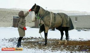تنها بانوی پرورش دهنده اسب ترکمن در جرگلان 300x177 - روایتی از دلخوشی های تنها بانوی پرورش دهنده اسب ترکمن در جرگلان