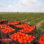 تولید ۱۸۰ هزار تن گوجه فرنگی در گلستان