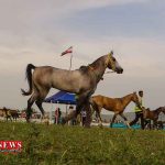 هفدهمین جشنواره ملی زیبایی اسب ترکمن در کلاله برگزار می‌شود