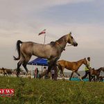 اسب اصیل ترکمن 1 1024x633 3 1 150x150 - جشنواره ملی زیبایی اسب ترکمن در کلاله لغو شد