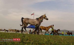 اسب اصیل ترکمن 1 1024x633 3 1 300x185 - جشنواره ملی زیبایی اسب ترکمن در کلاله لغو شد