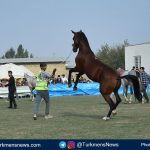 اسب اصیل ترکمن صوفیان عکاس آرزو بسیا 2 1 150x150 - برگزاری جشنواره اسب اصیل ترکمن در کلاله به تعویق افتاد