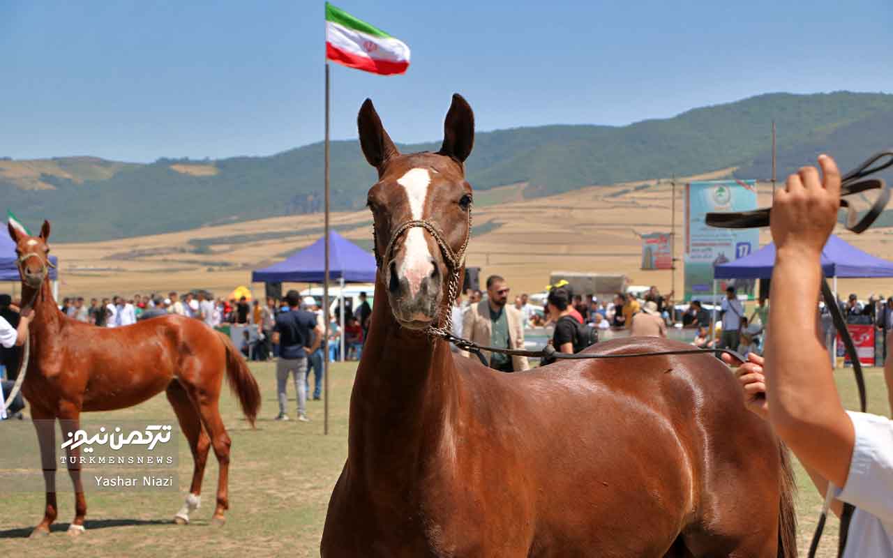 جشنواره ملی زیبایی اسب صوفیان کلاله