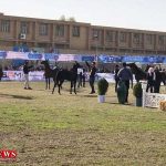 جشنواره زیبایی اسب اصیل ایرانی 150x150 - جشنواره زیبایی اسب خالص ایرانی در شهرستان شوشتر آغاز شد