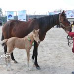 زیبایی اسب انبارالوم 3 150x150 - رفع محدودیت شرکت در جشنواره اسب اصیل ترکمن، کمک به این صنعت اشتغالزا