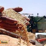 گندم 150x150 - خرید بیش از 18 هزار تن گندم بذری توسط شبکه تعاون روستایی گلستان