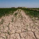 خشکسالی 150x150 - خسارت ۴۲ هزار میلیارد ریالی خشکسالی به کشاورزی گلستان