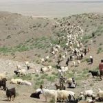عشایر گلستان 150x150 - سایه سنگین خشکسالی بر زندگی و تولیدات دامی عشایر گلستان