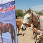 دومین جشنواره زیبایی اسب انبار اولوم 9 150x150 - دومین جشنواره زیبایی اسب اصیل ترکمن در انباراولوم برگزار شد+تصاویر
