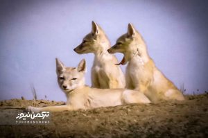 روباه ترکمنی 300x199 - احمدی: تالاب‌های گنبدکاووس وضعیت نامساعدی دارد/ثبت تصویر جانور در خطر انقراض توسط محیط‌بان گنبدی+عکس