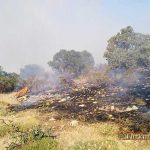 عاملین آتش سوزی جنگل های نیلکوه در دادسرا