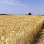 فرآوری گندم در گلستان با رویکرد اقتصادی