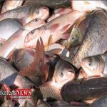2200کیلوگرم ماهی کپور قاچاق در شهرستان آق قلا کشف شد