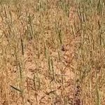 گندم 150x150 - خسارت خشکسالی به ۲۴ هزار هکتار از مزارع گندم و جو گنبدکاووس