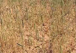 گندم - خسارت خشکسالی به ۲۴ هزار هکتار از مزارع گندم و جو گنبدکاووس