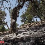 وسعت دقیق آتش سوزی در پارک ملی گلستان اعلام شد