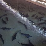 ماهیان خاویاری 150x150 - آغاز ساخت ۳ مرکز پرورش ماهی خاویاری در گنبدکاووس و بندرگز
