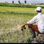 150x150 - کشاورزان گنبد چشم انتظار حمایت دولت
