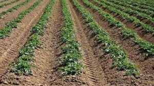 گلستان 2 300x169 - مصوبه ۴۰ هزار میلیارد ریالی دولت برای توسعه کشاورزی گلستان
