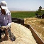 3 150x150 - نرخ جدید خرید تضمینی گندم موجب افزایش امید در کشاورزان شد